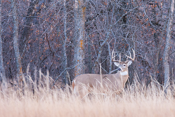 _RLH8628