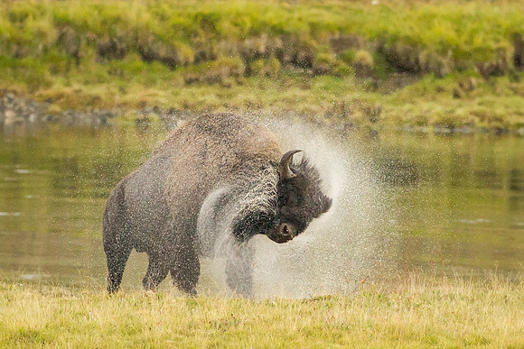 _RLH2706