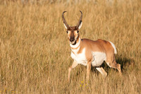 _RLH5588