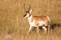 _RLH5592